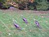 2004-10-17_Autumn-hair 002.JPG